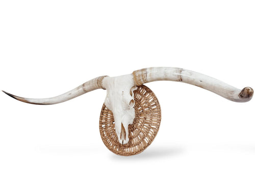 Crânio Real de Touro - Chifre LongHorn