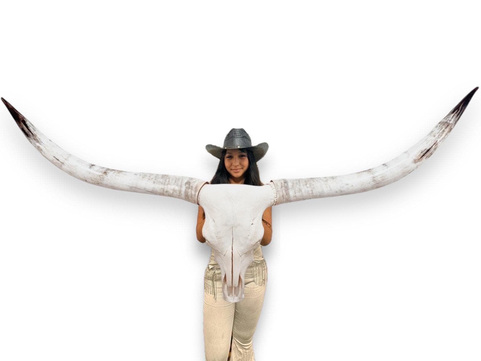 Crânio Real de Touro - Chifre LongHorn